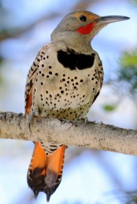 Northern Flicker